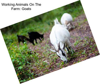 Working Animals On The Farm: Goats