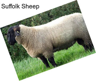 Suffolk Sheep