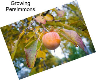 Growing Persimmons