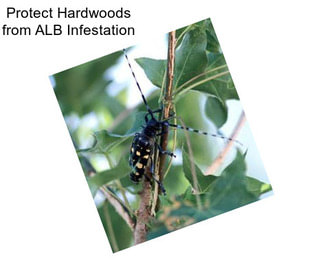 Protect Hardwoods from ALB Infestation