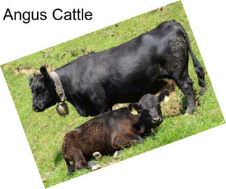 Angus Cattle