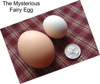 The Mysterious Fairy Egg