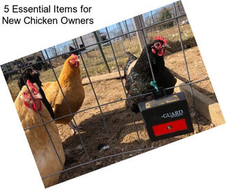 5 Essential Items for New Chicken Owners