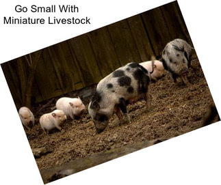 Go Small With Miniature Livestock