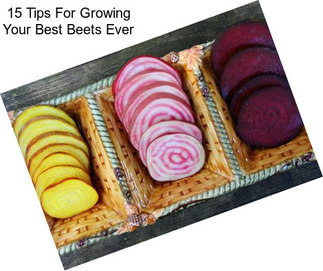 15 Tips For Growing Your Best Beets Ever