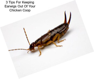 3 Tips For Keeping Earwigs Out Of Your Chicken Coop