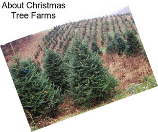 About Christmas Tree Farms