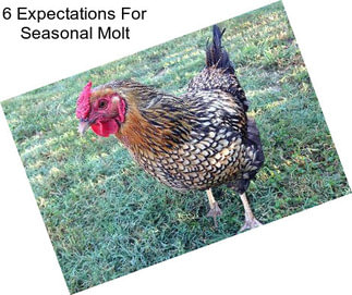 6 Expectations For Seasonal Molt