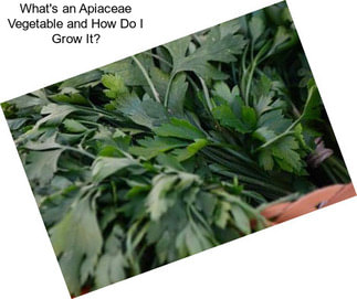 What\'s an Apiaceae Vegetable and How Do I Grow It?