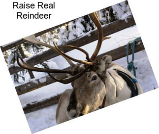 Raise Real Reindeer