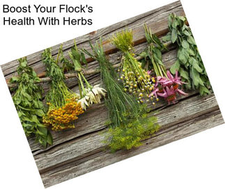 Boost Your Flock\'s Health With Herbs