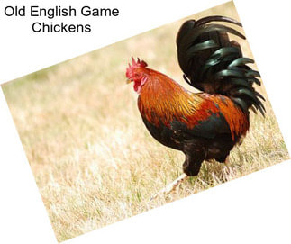 Old English Game Chickens