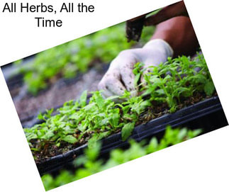 All Herbs, All the Time