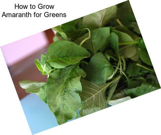 How to Grow Amaranth for Greens