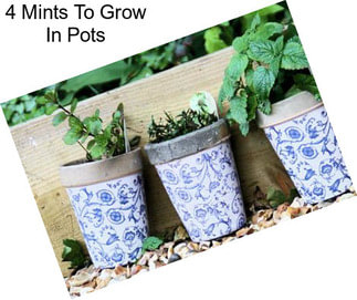 4 Mints To Grow In Pots