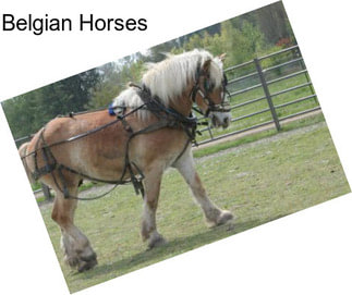 Belgian Horses