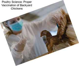 Poultry Science: Proper Vaccination of Backyard Chickens