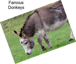 Famous Donkeys