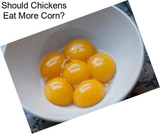 Should Chickens Eat More Corn?