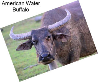 American Water Buffalo