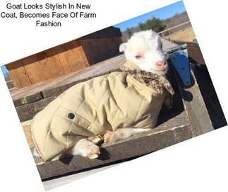 Goat Looks Stylish In New Coat, Becomes Face Of Farm Fashion