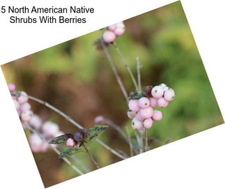 5 North American Native Shrubs With Berries