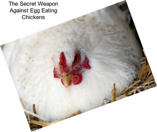 The Secret Weapon Against Egg Eating Chickens