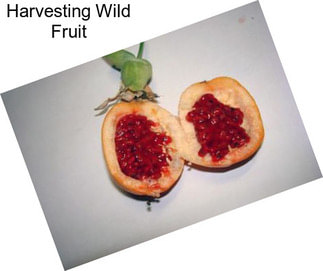 Harvesting Wild Fruit