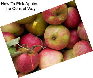 How To Pick Apples The Correct Way