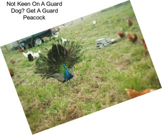 Not Keen On A Guard Dog? Get A Guard Peacock