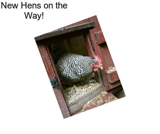 New Hens on the Way!