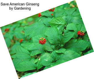 Save American Ginseng by Gardening