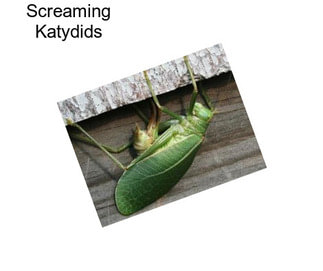 Screaming Katydids