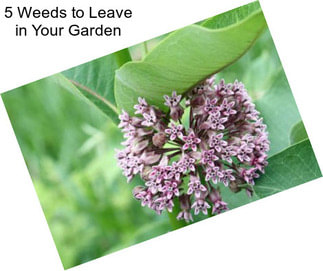 5 Weeds to Leave in Your Garden