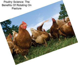 Poultry Science: The Benefits Of Rotating On Pasture