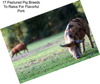 17 Pastured Pig Breeds To Raise For Flavorful Pork