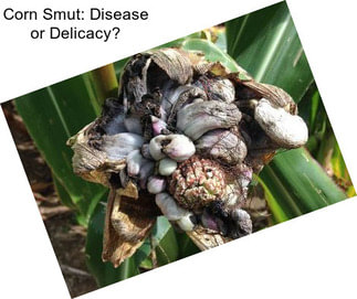 Corn Smut: Disease or Delicacy?