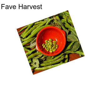 Fave Harvest