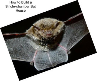 How to Build a Single-chamber Bat House