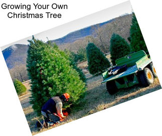 Growing Your Own Christmas Tree