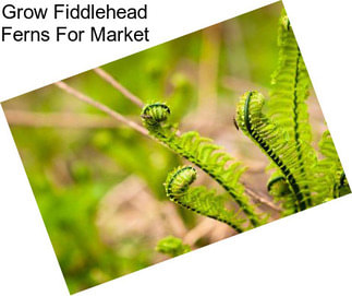 Grow Fiddlehead Ferns For Market
