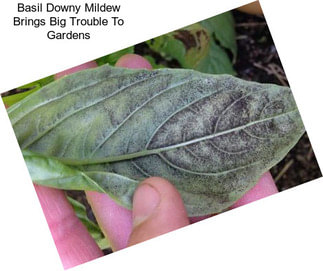 Basil Downy Mildew Brings Big Trouble To Gardens