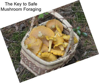 The Key to Safe Mushroom Foraging