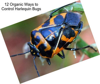 12 Organic Ways to Control Harlequin Bugs