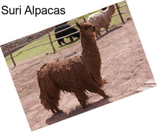 Suri Alpacas