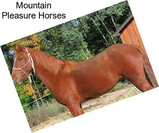 Mountain Pleasure Horses