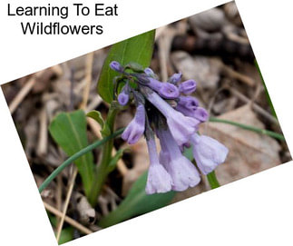 Learning To Eat Wildflowers