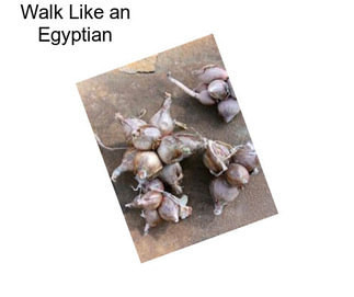 Walk Like an Egyptian