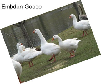 Embden Geese