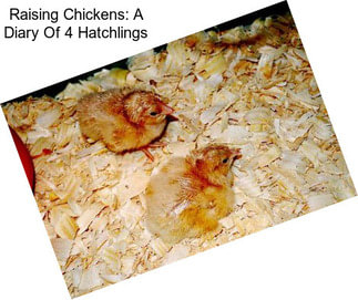 Raising Chickens: A Diary Of 4 Hatchlings